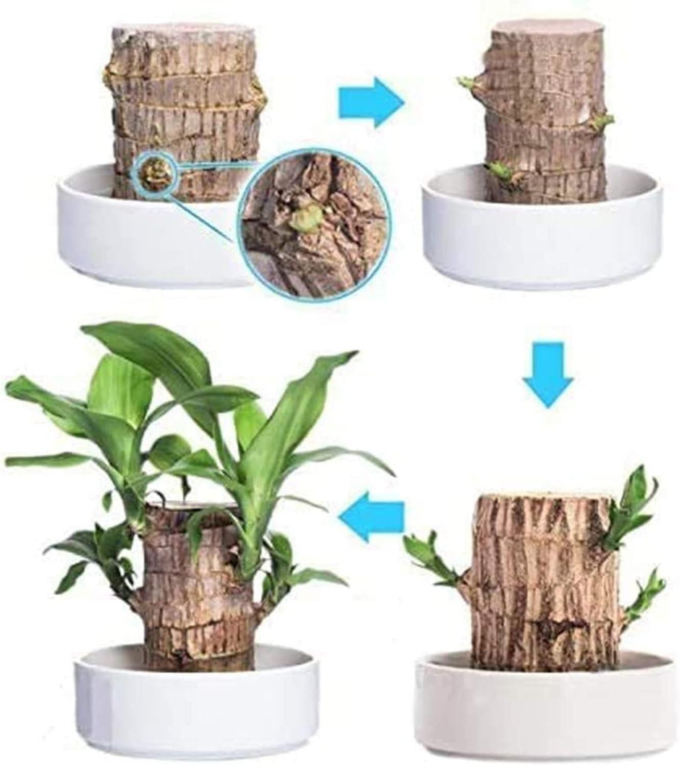 Brazilian Lucky Wood Plant Decorations 🌟Bring Good Fortune🌟(BUY 1 GET 1 FREE)