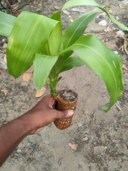 Brazilian Lucky Wood Plant Decorations 🌟Bring Good Fortune🌟(BUY 1 GET 1 FREE)