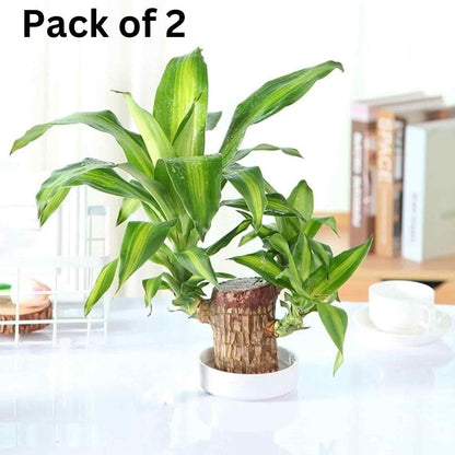 Brazilian Lucky Wood Plant Decorations 🌟Bring Good Fortune🌟(BUY 1 GET 1 FREE)